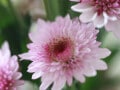 重陽の節句・菊の節句とは？ 9月9日節句の由来・食べ物・楽しみ方