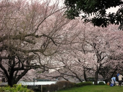 山手公園の小さな広場を囲むように咲くサクラ(2008年3月28日撮影)