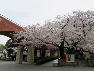 港の見える丘公園から神奈川近代文学館のほうに歩いていくとサクラが咲く風景に出会えます(2016年4月6日撮影)