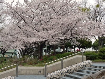 山下公園「水の階段」をあがっていくとサクラの木に出会えます(2016年4月5日撮影)