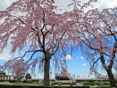 山下公園通り側に咲くシダレザクラ。氷川丸をバックに(2015年3月24日撮影)