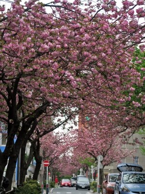 毎年4月下旬になると、ビジネス街にサクラのアーチが出現(2016年4月16日撮影)