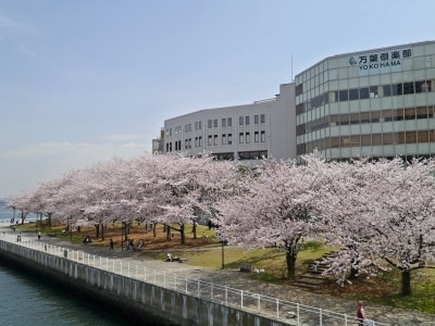みなとみらいの風景を眺めながらお花見が楽しめる、カップヌードルミュージアムパーク(旧 新港パーク)(2014年4月1日撮影)