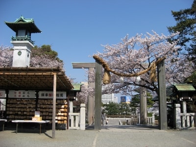 春の伊勢山皇大神宮は薄ピンク色に染まっています(2012年4月9日撮影)