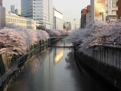 散り始めになると、大岡川の川面までピンク色に!(2008年4月3日撮影)