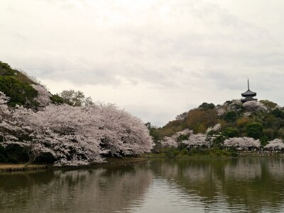 ソメイヨシノを中心にさまざまな花が楽しめる、春の三溪園(2014年4月2日撮影)