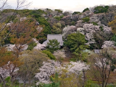春は三溪園内が淡いピンク色に!undefined旧燈明寺三重塔よりのぞむ(2014年4月2日撮影)