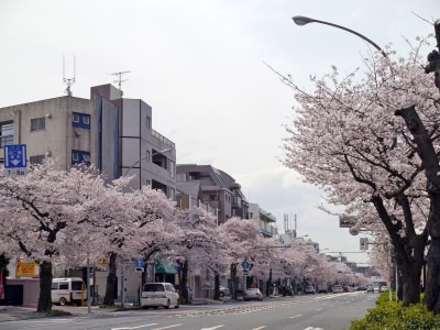 車窓からお花見が楽しめる、本牧通り(2014年4月2日撮影)