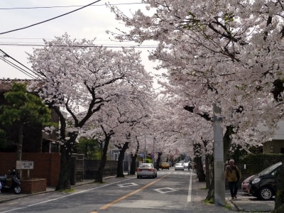 本牧通りから三溪園までサクラ並木が続く、本牧桜道(2014年4月2日撮影)