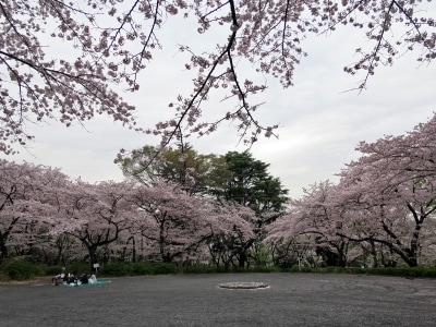 サッカー観戦などと一緒にお花見も楽しめる三ツ沢公園(2016年4月5日撮影)