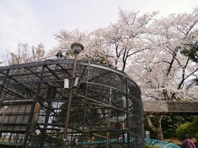サクラと動物たちのかわいい姿が一緒に楽しめる、春の野毛山動物園(2014年4月1日撮影)