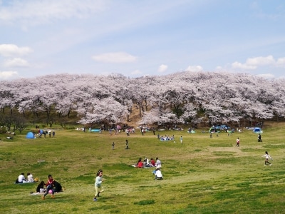 広い芝生でブルーシートを敷いてお花見が楽しめる、根岸森林公園(2014年4月2日撮影)