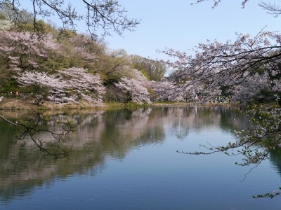 その名のとおり、園内には3つの池(上の池、中の池、下の池)がある三ツ池公園(2014年4月5日撮影)