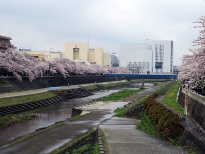 JR戸塚駅~大船駅の柏尾川沿いに続く、柏尾川プロムナード(2013年3月27日撮影)