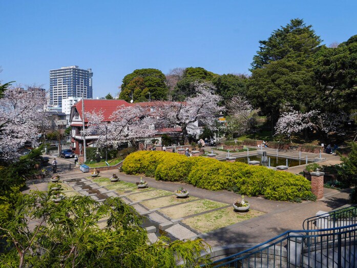 周りを囲むように咲く、元町公園のサクラ（2020年3月26日撮影）