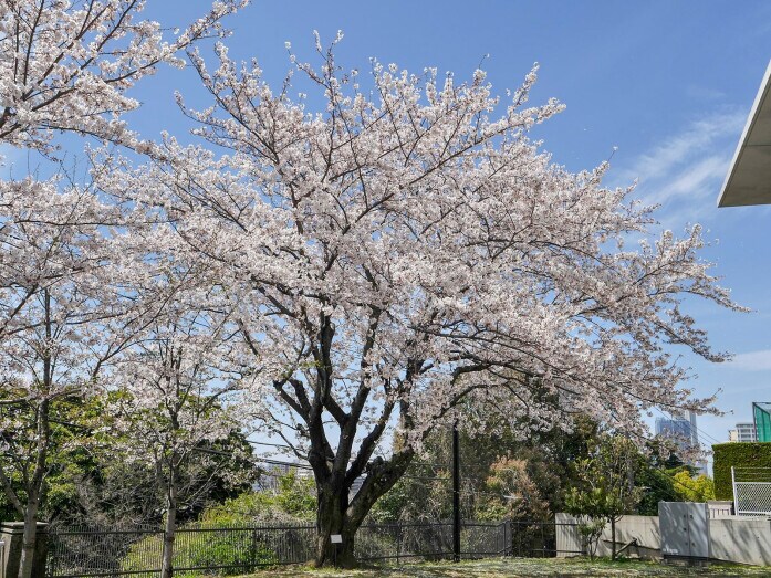 2014年からは標本木は横浜地方気象台の敷地内にある若いサクラに交代（2019年4月5日撮影）