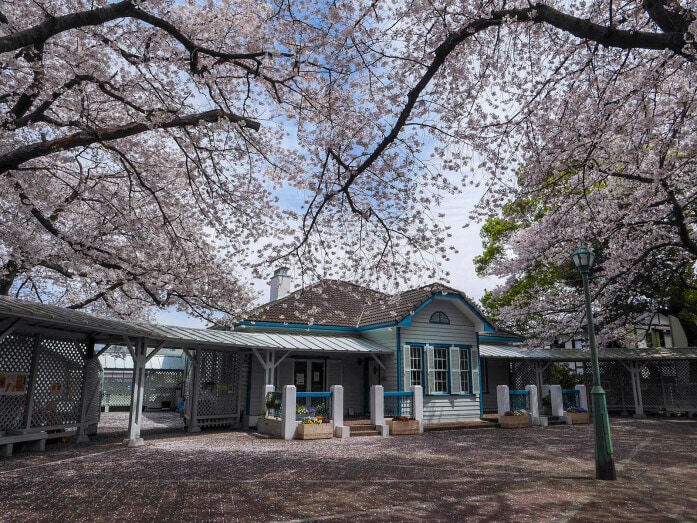 横浜ガイドのお気に入り、山手公園のサクラ。クラブハウスを覆うように見える枝ぶりが見事（2019年4月5日撮影）