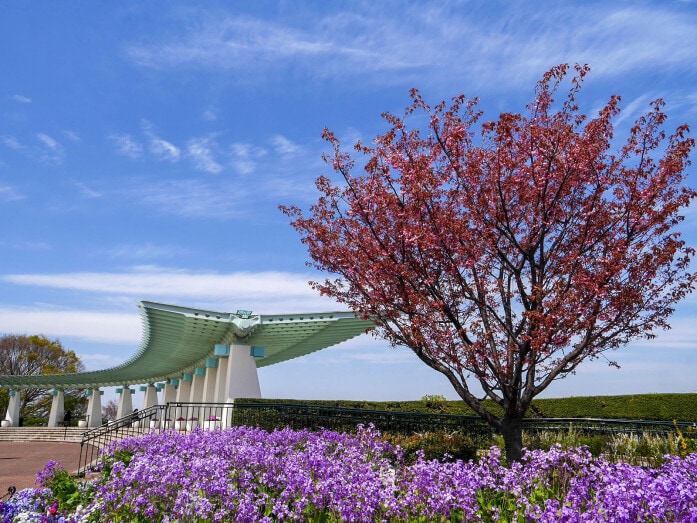 港の見える丘公園は「ガーデンネックレス」を機に桜の木が植えられ、ガーデンが整備されました（2019年4月5日撮影）