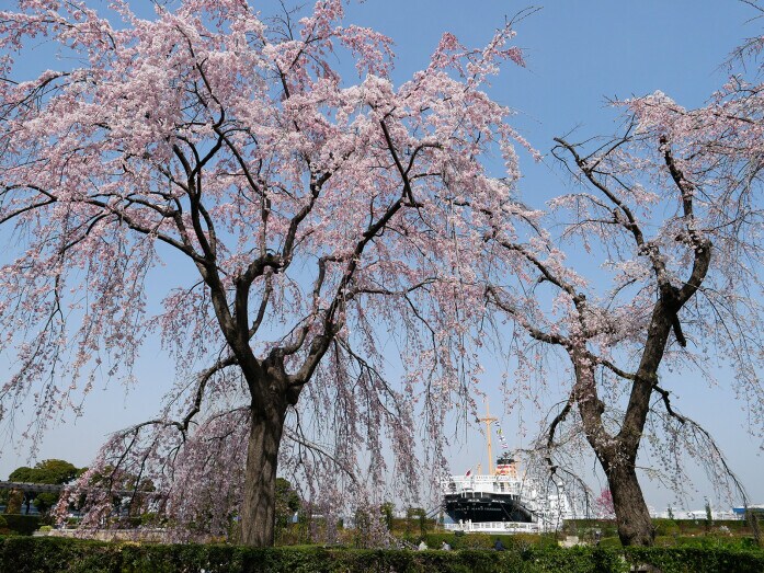 山下公園通り側に咲くシダレザクラ。氷川丸をバックに（2022年3月25日撮影）