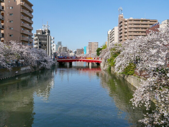 約500本の桜並木が続く、大岡川プロムナード（2021年3月29日撮影）