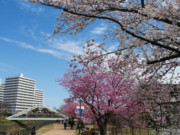 約1mkの桜並木が続く、新横浜駅前公園（2022年3月28日撮影）