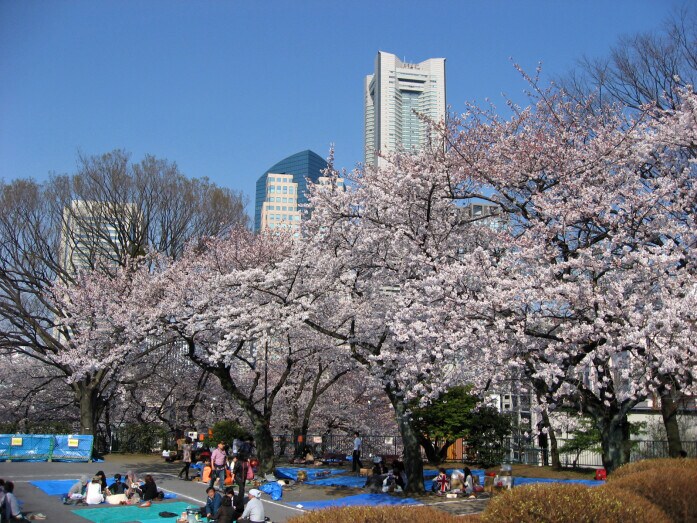 横浜ランドマークタワーとサクラのコラボが見られる、掃部山公園（2014年4月1日撮影）