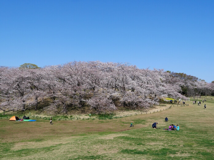 広い芝生でブルーシートを敷いてお花見が楽しめる、根岸森林公園（2021年3月26日撮影）