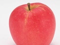 アップル社のリンゴマークは旭という品種