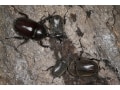 カブトムシの捕まえ方・取り方のコツ！活動時間帯やベストな採集時期