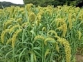 キャリアオイル辞典：小麦胚芽オイルの効能・使い方
