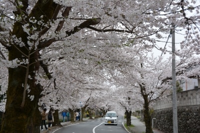 初春には桜のトンネルが延々と続く北桜通り