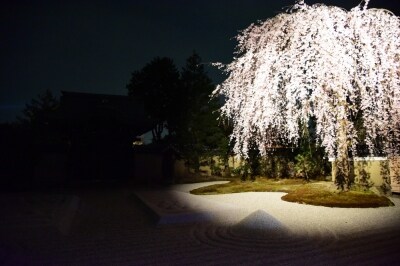 ライトアップに浮かび上がる高台寺の枝垂れ桜。3Dマッピングのライトアップショーが行われる
