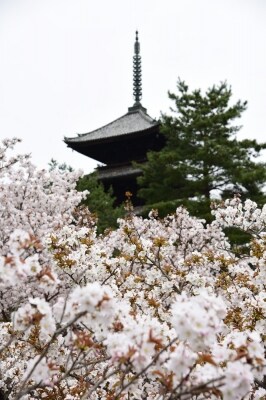 御室桜と仁和寺の五重塔
