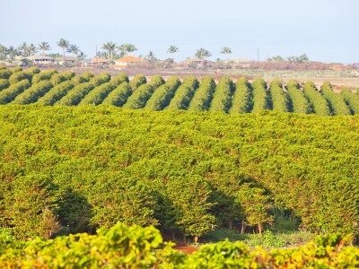 マウイ島カアナパリのコーヒー畑 （写真協力：Hawaii Tourism Authority (HTA) / Dana Edmunds）