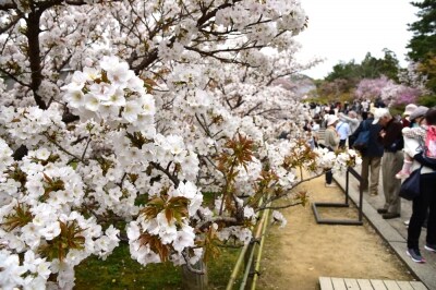 遅咲きで知られる仁和寺の「御室桜」
