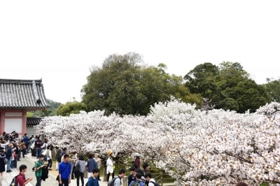 「中門」横に咲く御室桜