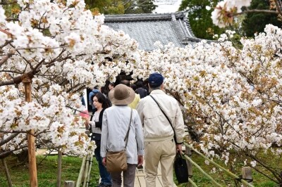 御室桜は一般的な桜より背が低いため、間近で花を楽しむことができる