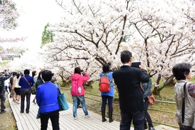 御室桜には、花(鼻)が低いことから、「お多福桜」の別名も