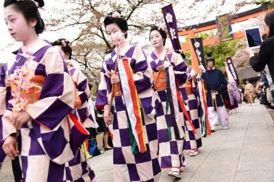 毎年4月10日に催される平野神社の「桜花祭」(2016年4月10日撮影)