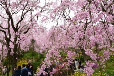 見頃を迎えた原谷苑の桜(2016年4月10日撮影)