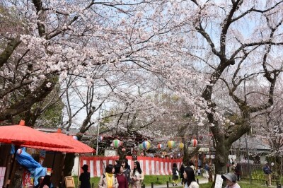 古くから京都で花見の名所として知られる平野神社。境内には、この桜が咲くと京都の花見が始まると言われる「魁(さきがけ)」という枝垂れ桜もある(2016年3月29日撮影)