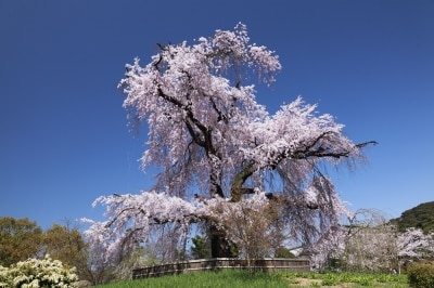 円山公園の「祗園枝垂桜」