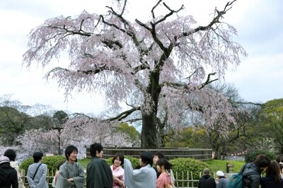 「祗園枝垂桜」「祗園の夜桜」などと呼ばれる枝垂れ桜の大樹(2010年4月2日撮影)