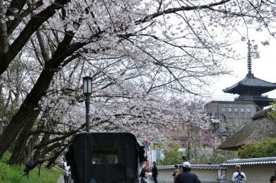 ねねの道から見た京都・東山のシンボル「八坂の塔」と桜(2010年4月2日撮影)