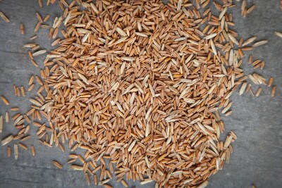 long root grain