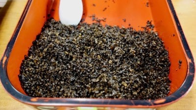老舗 すみげん の しその実佃煮 は絶品のご飯のお供 イチオシ 老舗 すみげん の しその実佃煮 は絶品のご飯のお供 イチオシ