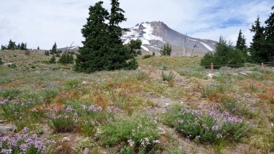 PCT