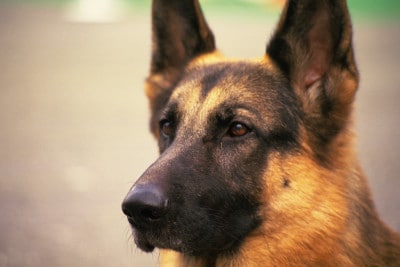 コメディ映画 K 9 友情に輝く星 で 犬との関係性を考える イチオシ