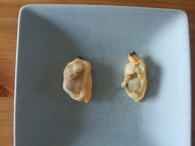 業務スーパーの あさり 3種類を食べ比べ おすすめアレンジレシピを紹介 イチオシ