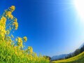 【時候の挨拶】3月上旬・中旬・下旬の季節の挨拶と結び文、ビジネスやカジュアルに対応